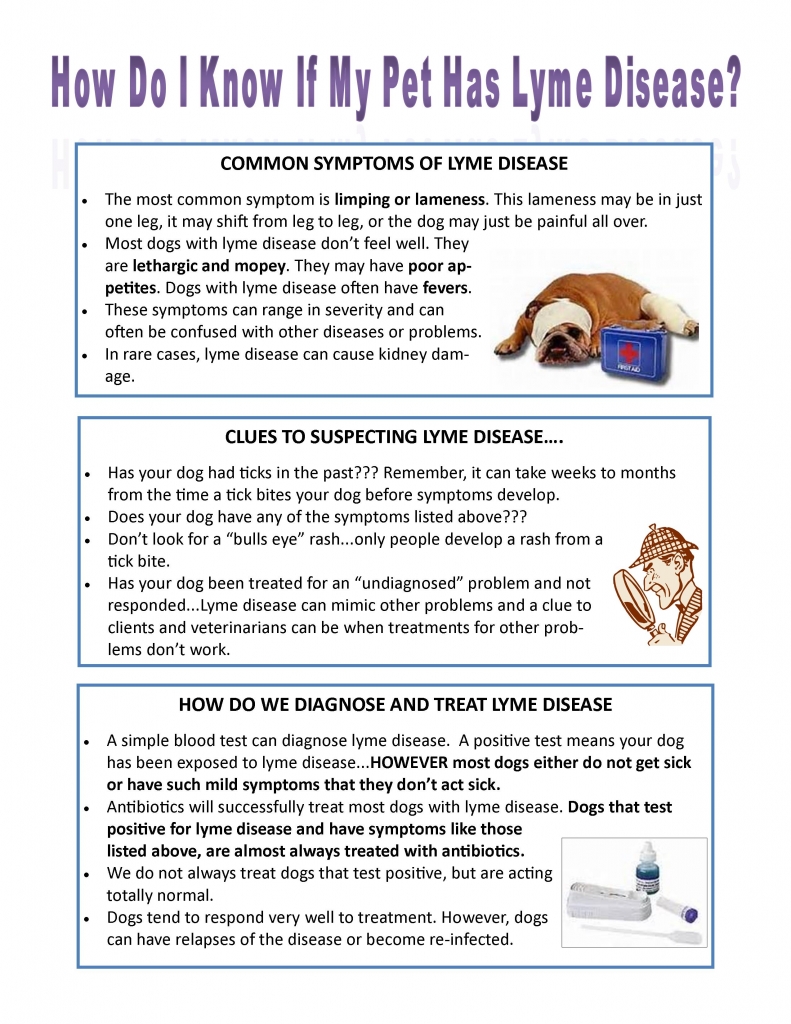 How Do I Know If My Pet Has Lyme Disease - Franklin Animal Clinic Inc ...